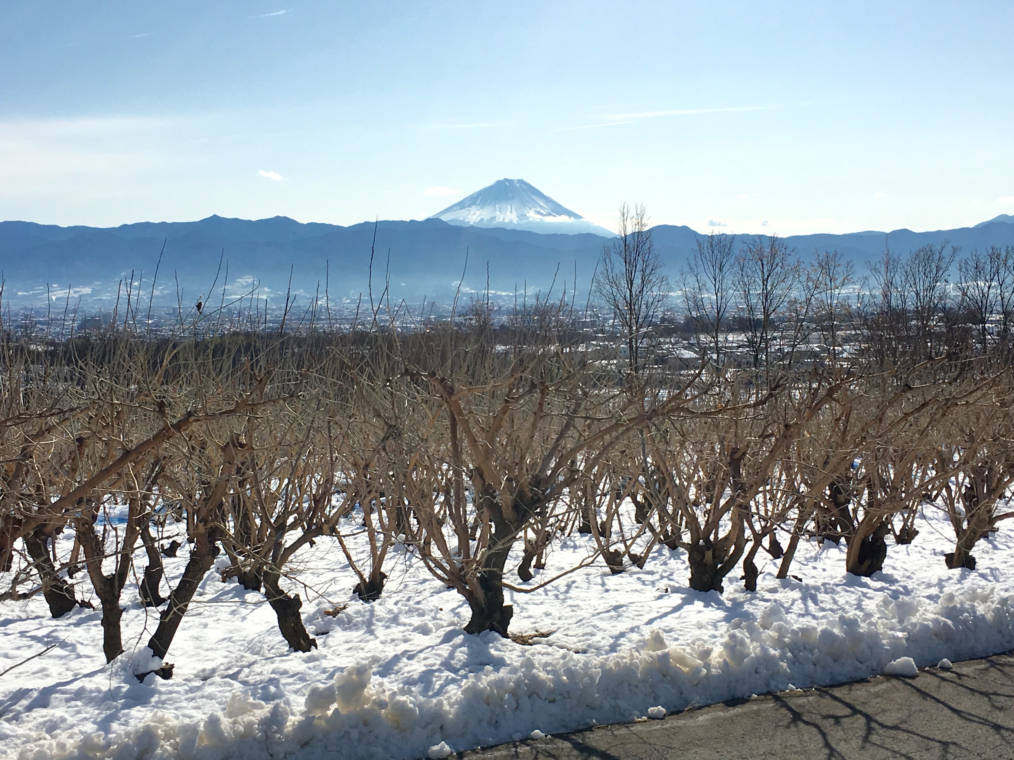 2016/01/21の写真