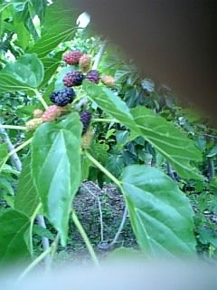 2008/05/28の写真
