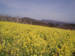 2009/04/03の写真