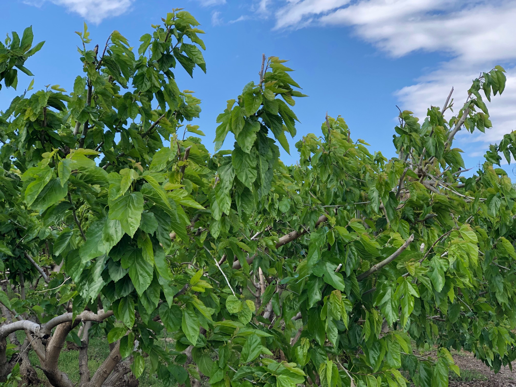 2019/05/14の写真