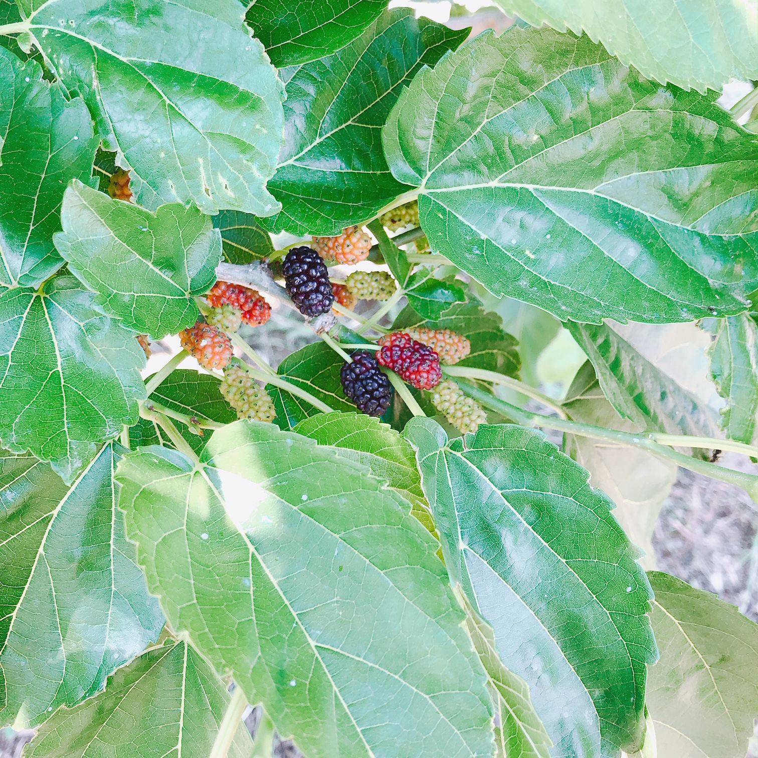 2019.05.24の写真