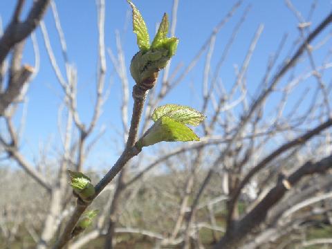 2011.04.20の写真