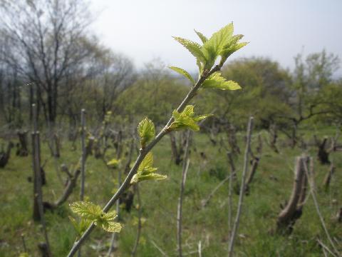 2011/04/27の写真