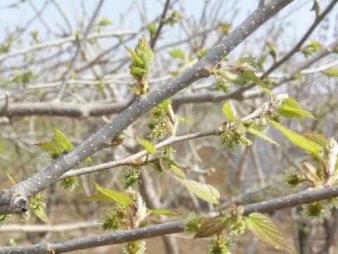 2011/04/27の写真