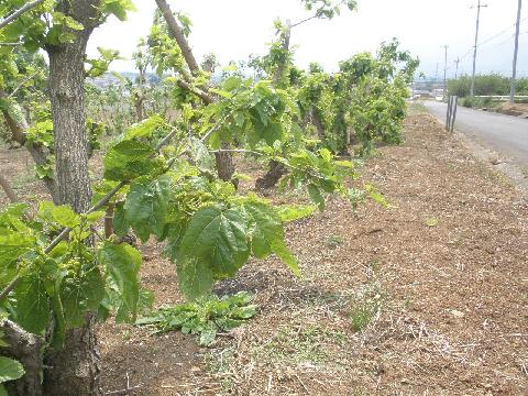 2011/05/17の写真