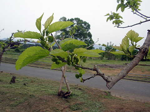 2012/05/08の写真