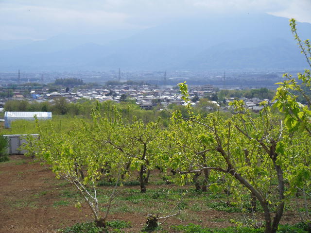 2013/04/22の写真