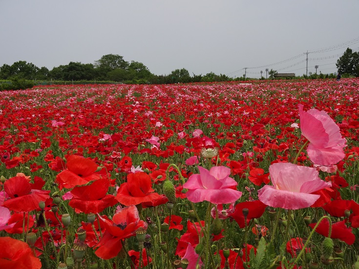 2014/05/25の写真