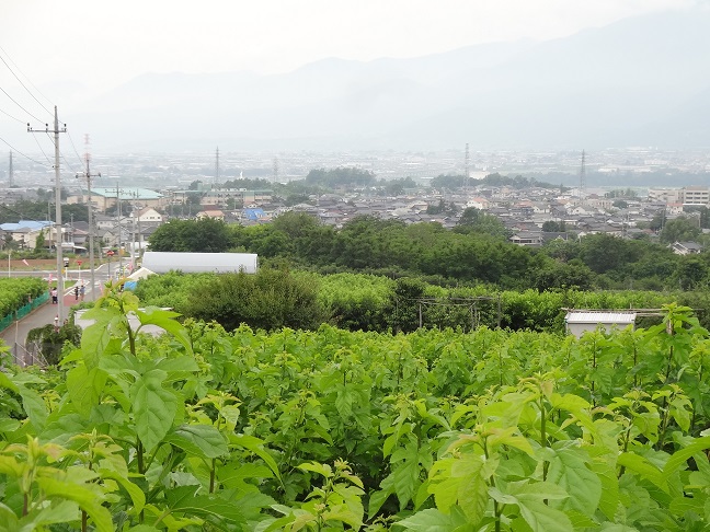 2015/06/14の写真